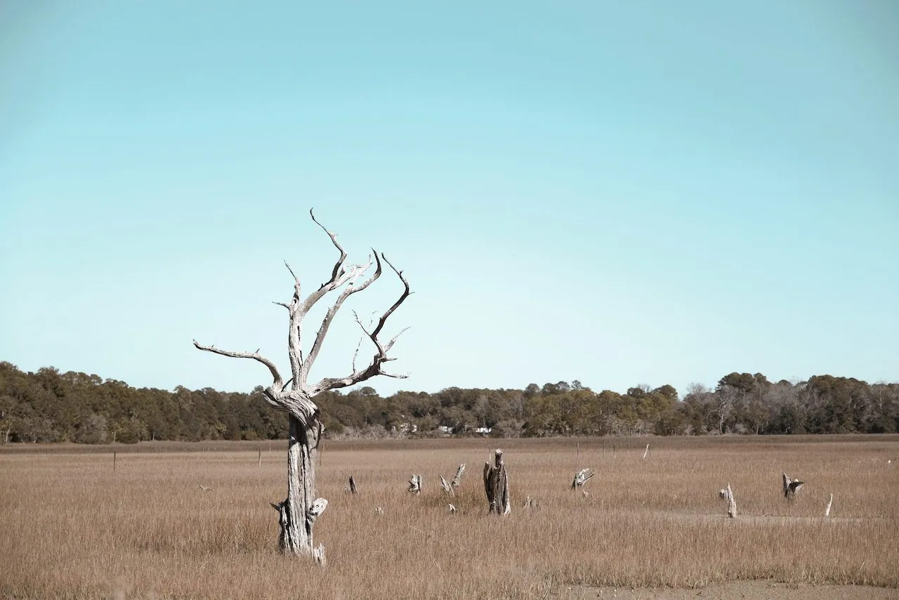 Lowcountry Marsh - Photography project by HHB Marketing Augusta GA