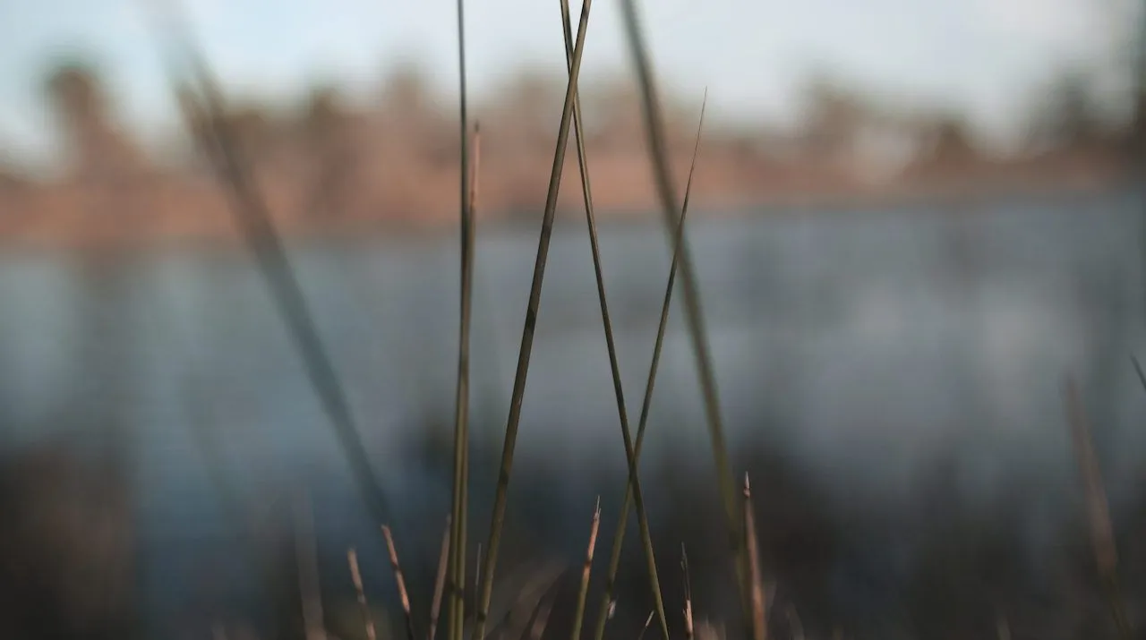 Riverside Reeds - Photography project by HHB Marketing Augusta GA